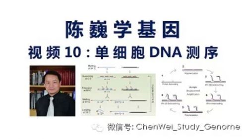 【陈巍学基因】视频10：单细胞DNA测序