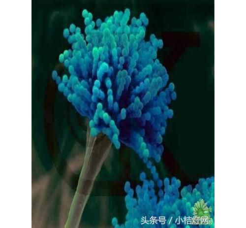 IVD知识文库系列-11.15微生物检测の真菌开篇