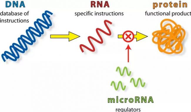 microRNA丨肝癌诊断的另一利器
