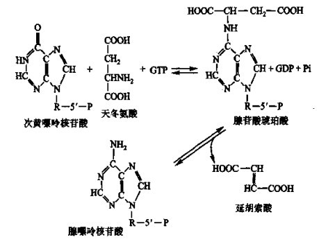 adeninenucleotidesyn.jpg